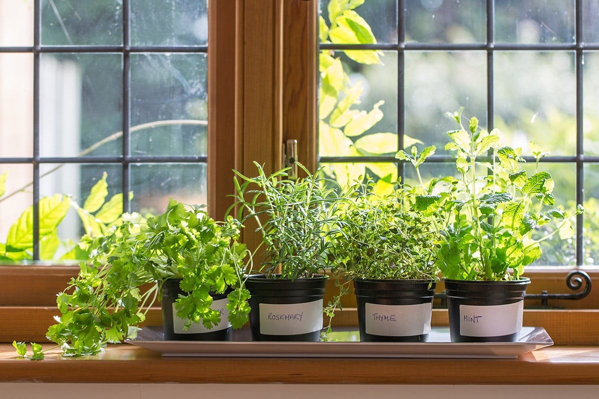 growing herbs indoors