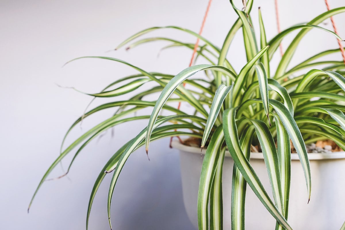 spider plant