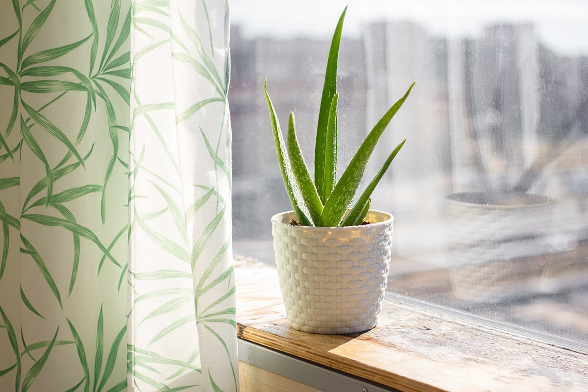 plant haworthia succulent Haworthia Fasciata - Big Band Zebra